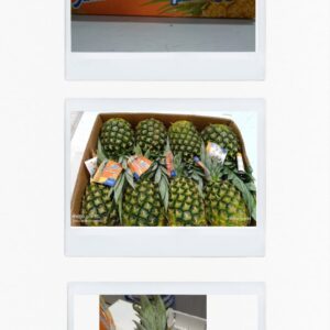 Piña Ecuatoriana  calibre 12 "Don Jaime" x 23 kg