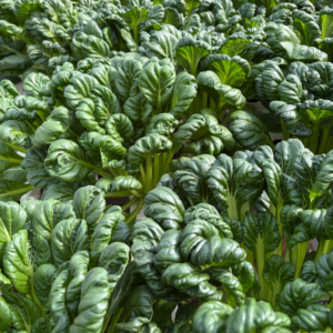 Tatsoi hidropónico x 200 g