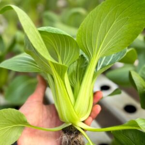 Pack Choi hidropónico x 250g
