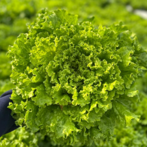 Lechuga hidropónica x 250g