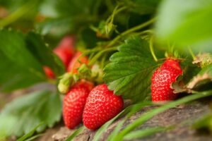 Frutilla